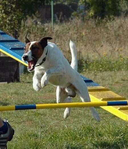 agility Jack Russel teriér