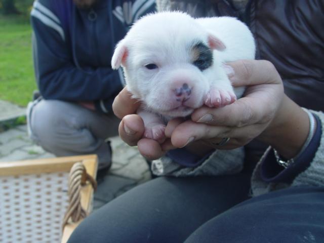 jack-russell-terier-stenata (1)